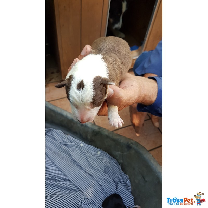 Cuccioli Border Collie blu Merle Bianco Rossi neri Pedigree - Foto n. 4