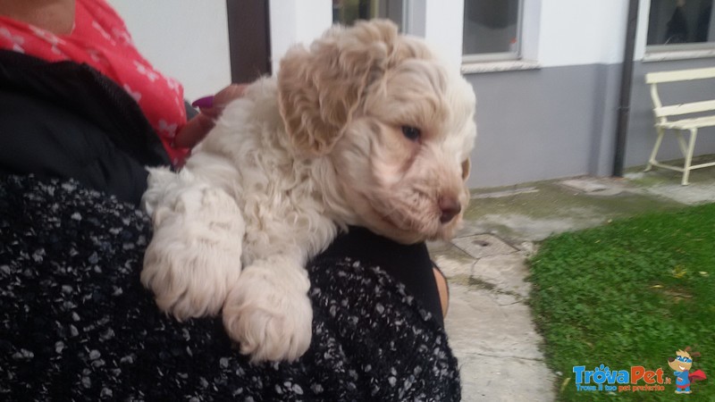 4 Cuccioli Lagotto Romagnolo Delle Farnie - Foto n. 1