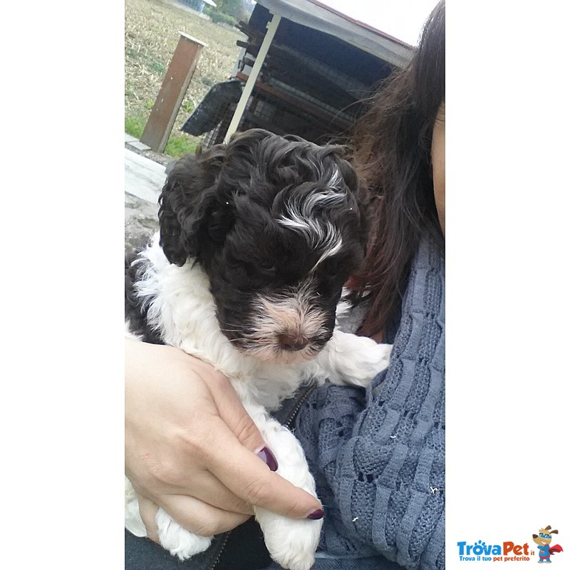 4 Cuccioli Lagotto Romagnolo Delle Farnie - Foto n. 2