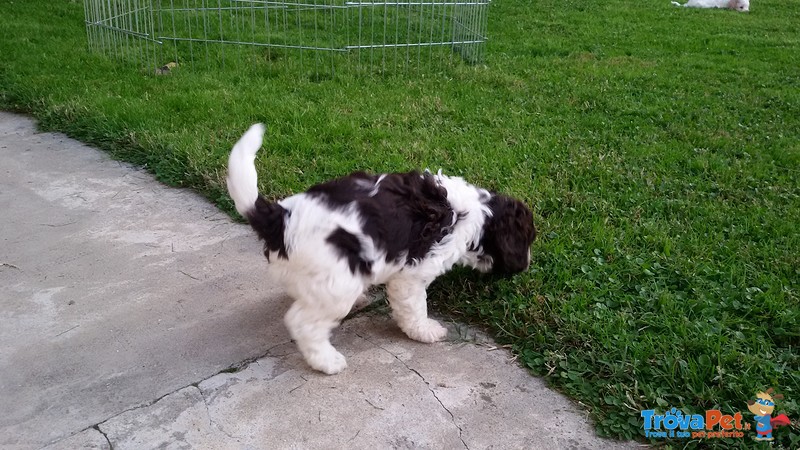 4 Cuccioli Lagotto Romagnolo Delle Farnie - Foto n. 4