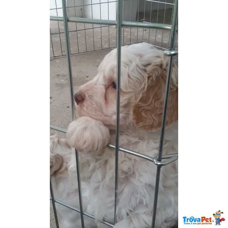 4 Cuccioli Lagotto Romagnolo Delle Farnie - Foto n. 5