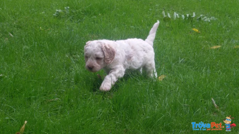 4 Cuccioli Lagotto Romagnolo Delle Farnie - Foto n. 6