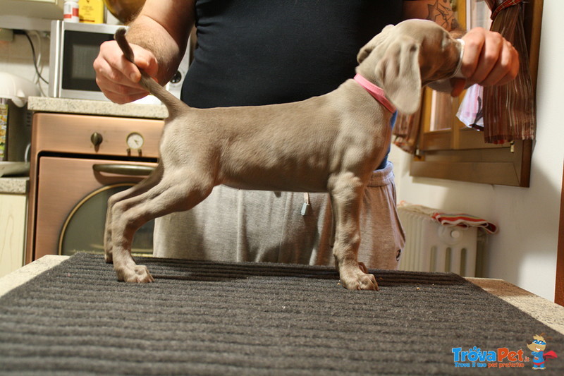 Cuccioli Weimaraner - Foto n. 1