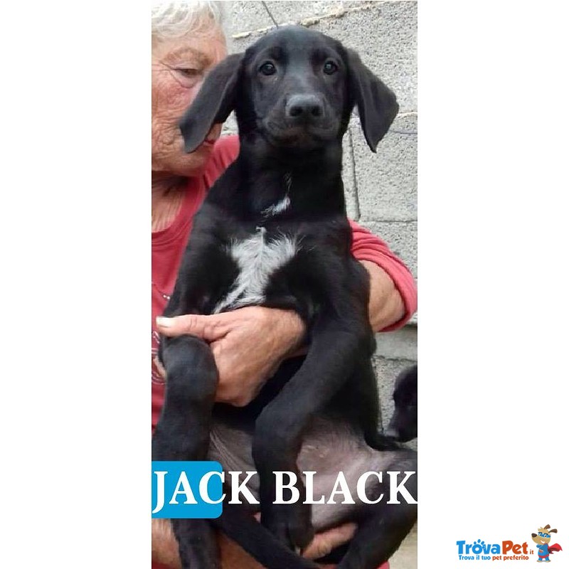 Black jack Amorino Cerca Casa - Foto n. 1