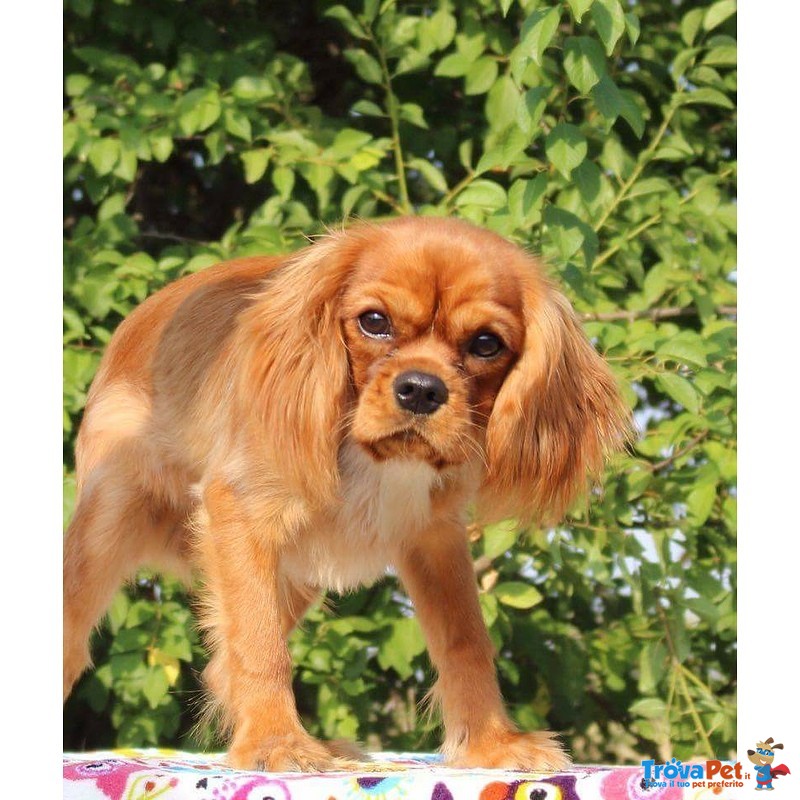 Cucciolo Cavalier king Ruby - Foto n. 1