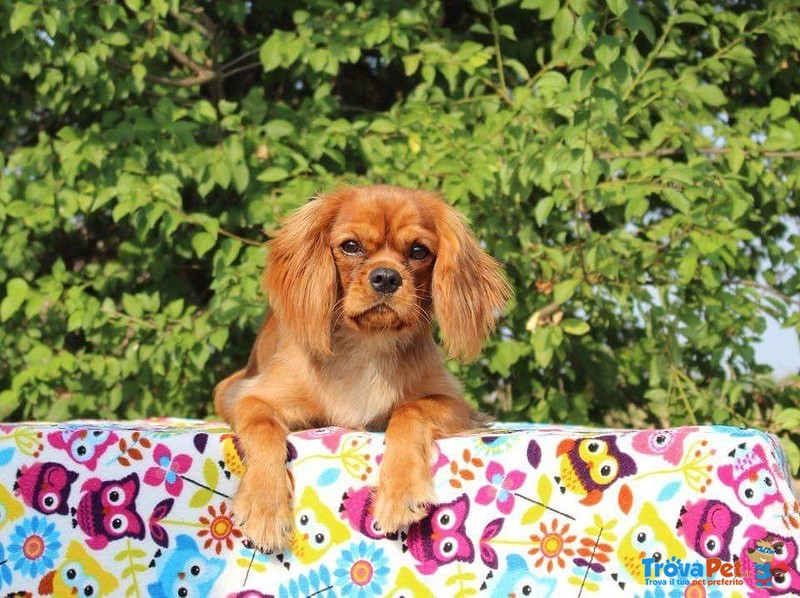 Cucciolo Cavalier king Ruby - Foto n. 4