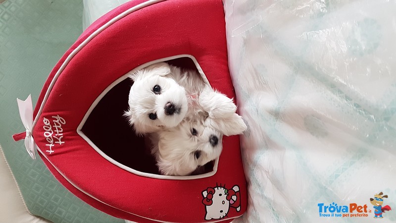 Cuccioli Maltese Bellissimi - Foto n. 1