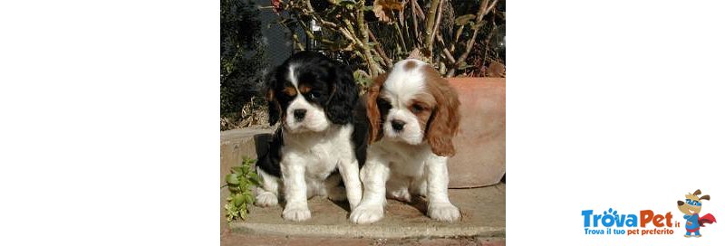 Cavalier king Cuccioli Maschi e Femmine con Pedigree Italiani - Foto n. 1