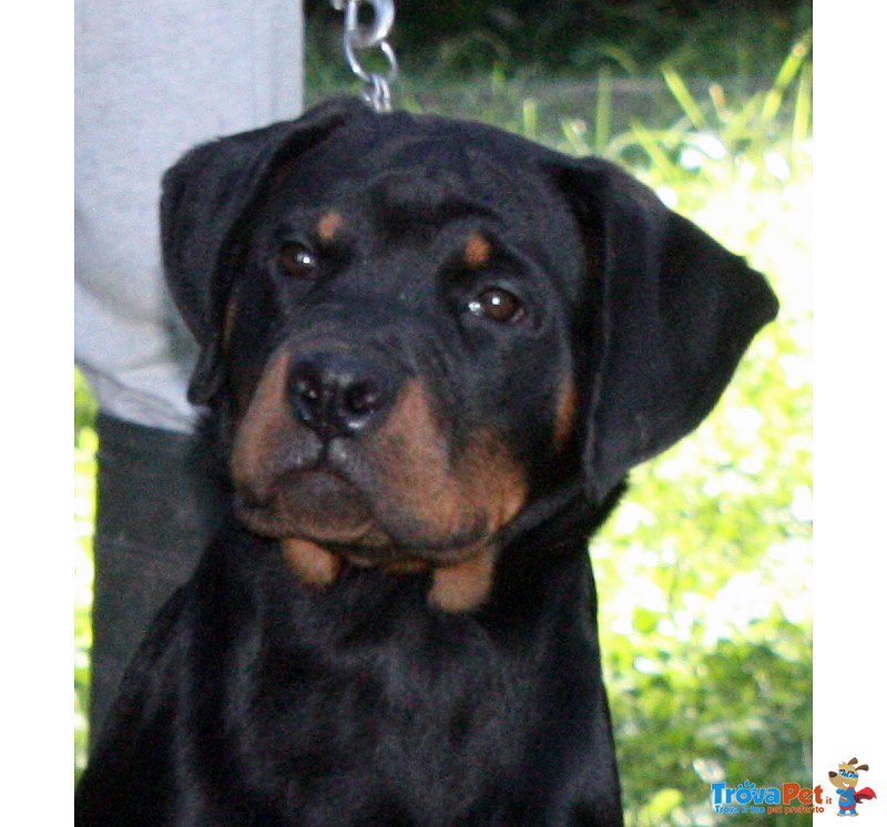 Rottweiler: top Cucciola da expo "100% Tedesca" - Foto n. 1