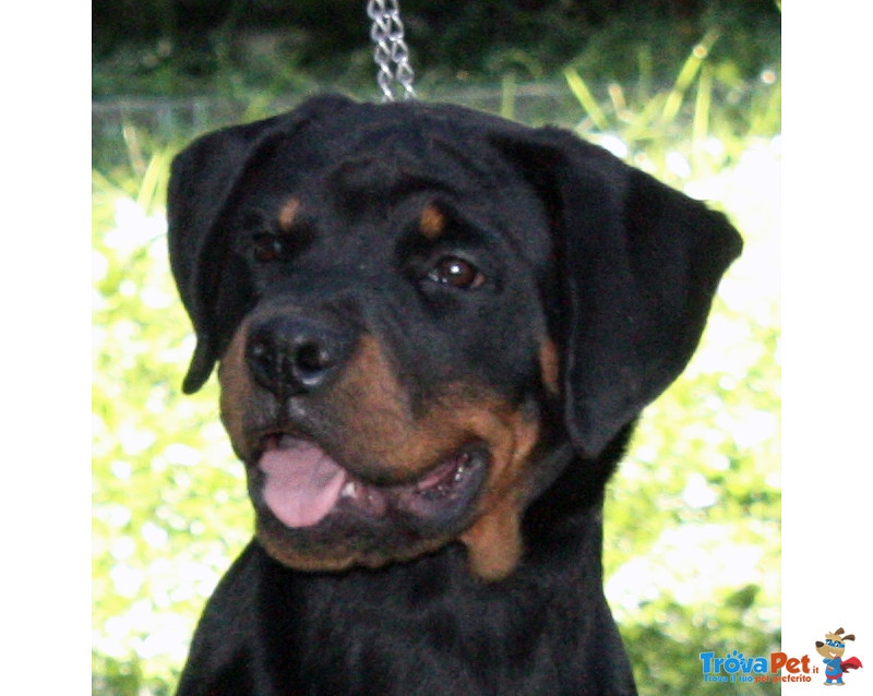 Rottweiler: top Cucciola da expo "100% Tedesca" - Foto n. 2