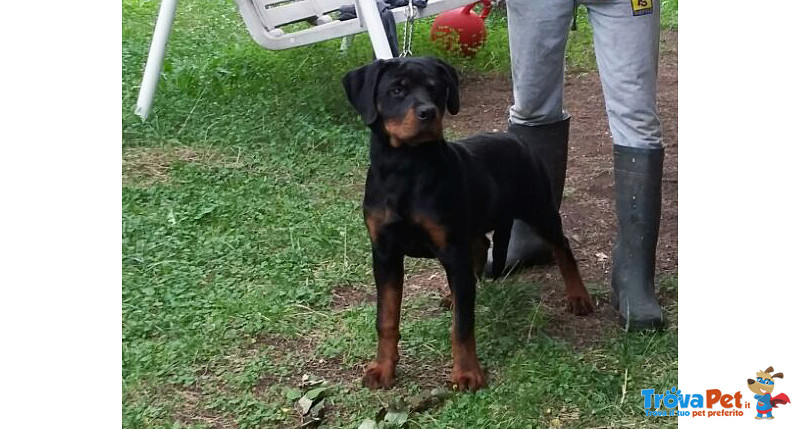 Rottweiler: top Cucciola da expo "100% Tedesca" - Foto n. 3