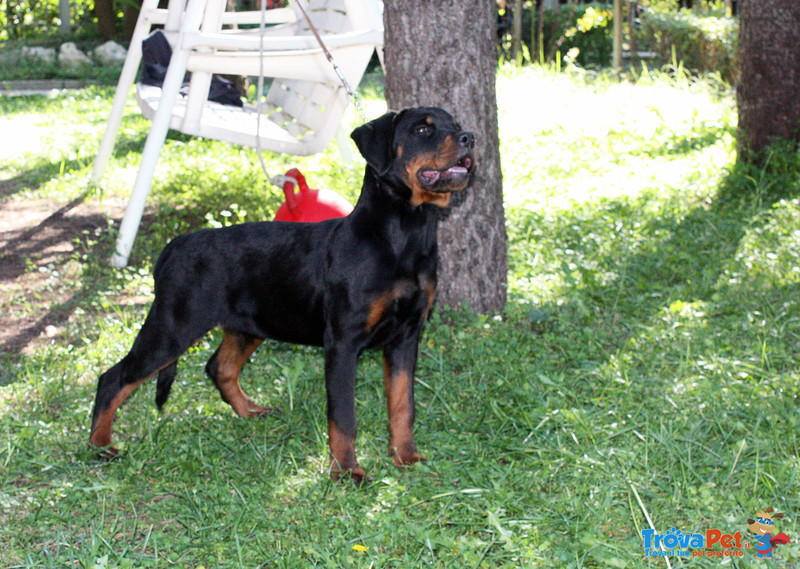 Rottweiler: top Cucciola da expo "100% Tedesca" - Foto n. 4