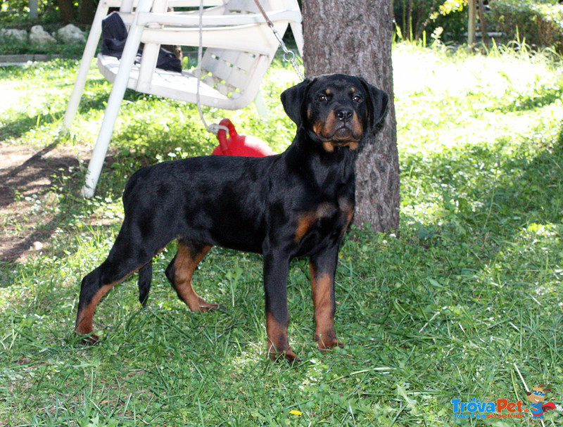Rottweiler: top Cucciola da expo "100% Tedesca" - Foto n. 5