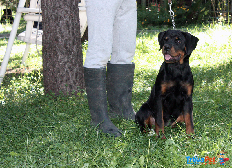 Rottweiler: top Cucciola da expo "100% Tedesca" - Foto n. 6