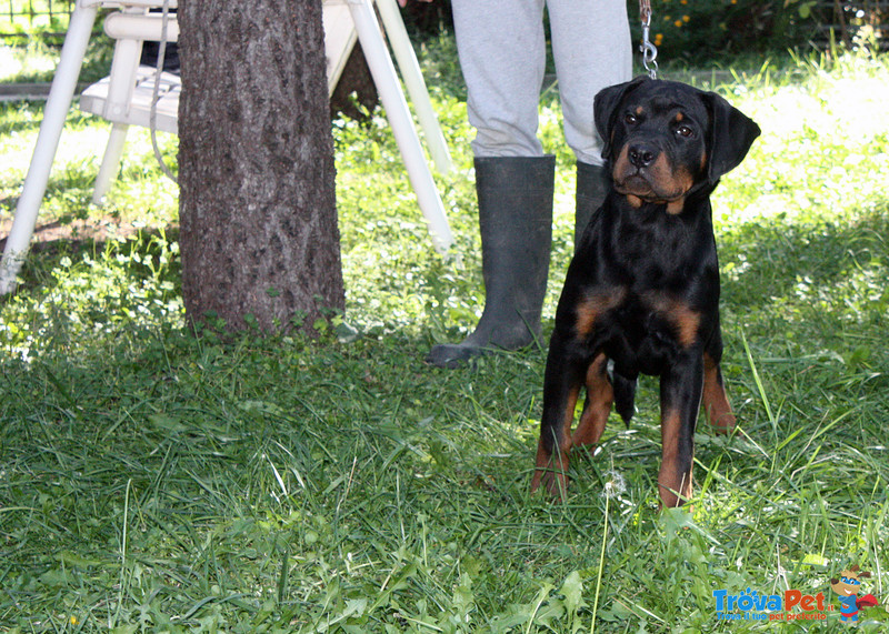Rottweiler: top Cucciola da expo "100% Tedesca" - Foto n. 7