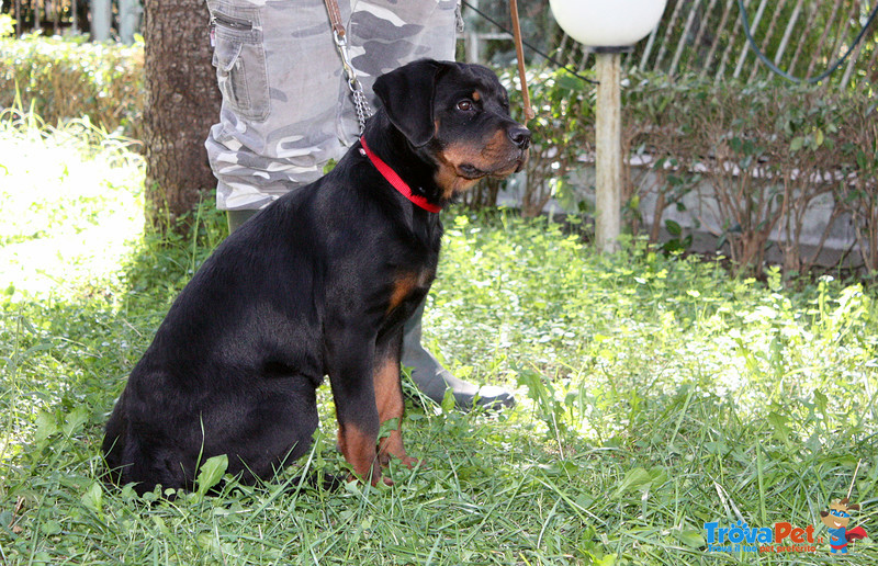 Rottweiler: top Cucciola da expo "100% Tedesca" - Foto n. 8