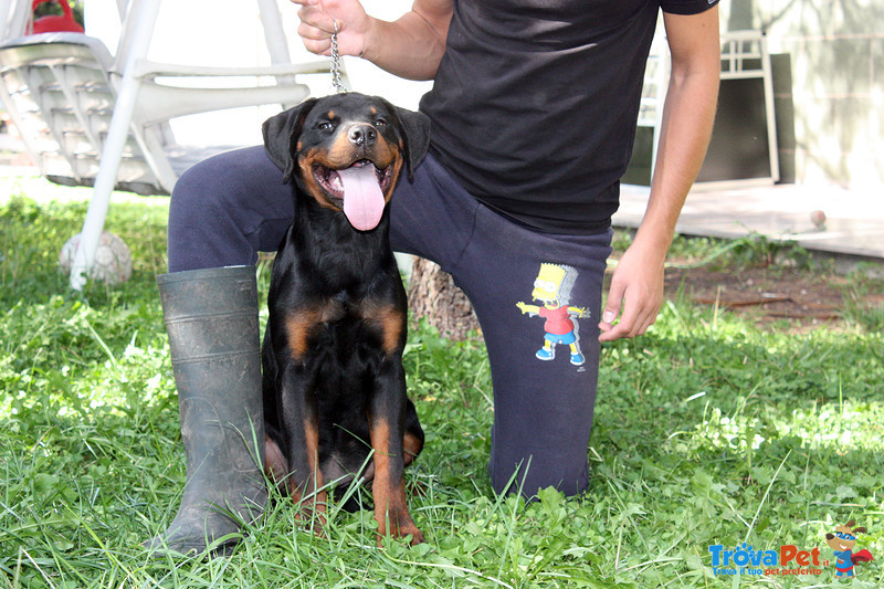 Rottweiler: top Cucciola da expo "100% Tedesca" - Foto n. 10