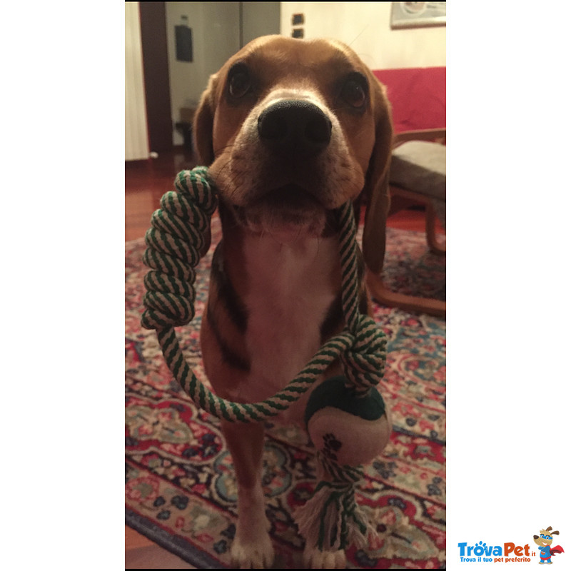 Beagle per Accoppiamento - Foto n. 3