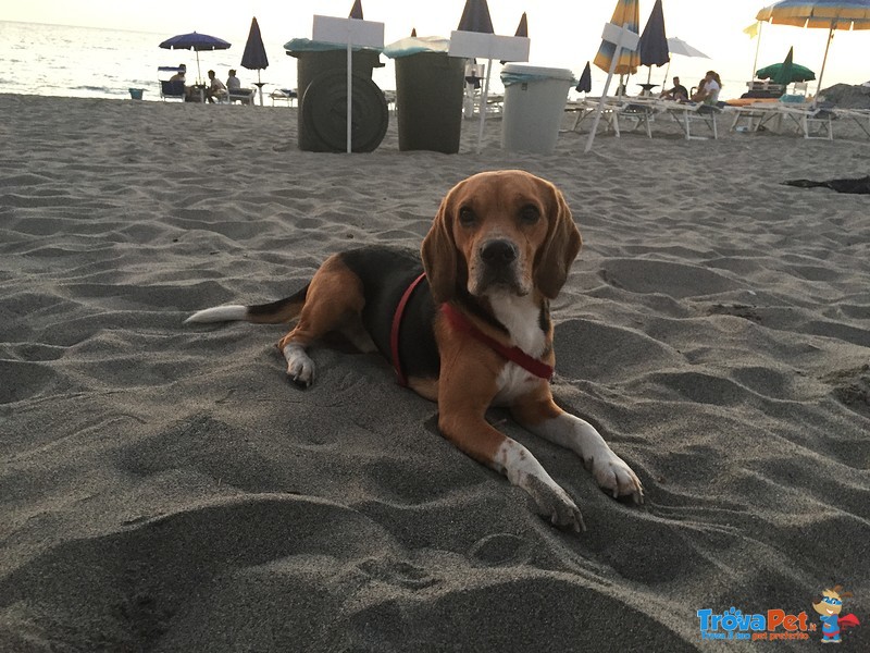 Beagle per Accoppiamento - Foto n. 5