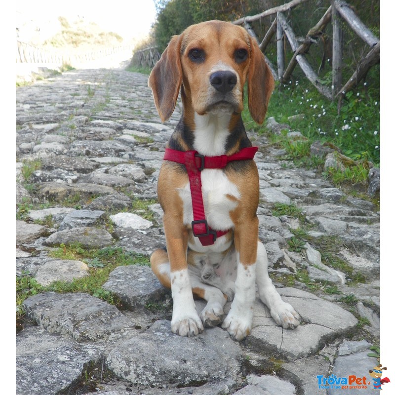 Beagle per Accoppiamento - Foto n. 6