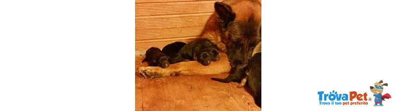 Cuccioli di Pastore Tedesco di Altissima Genealogia - Foto n. 1