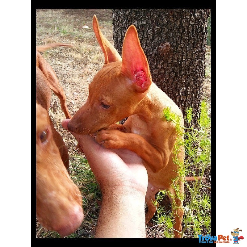 #cirneco Dell'#etna #cucciolo #maschio - Foto n. 2