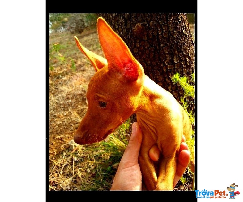 #cirneco Dell'#etna #cucciolo #maschio - Foto n. 3