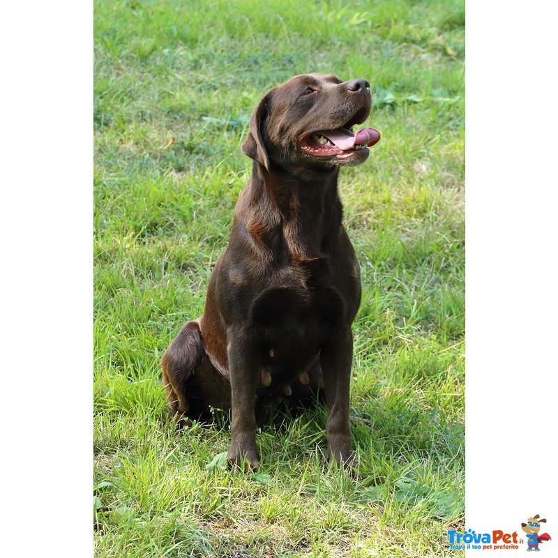 Dolcissimi Cuccioli di Labrador Chocolate - Foto n. 2