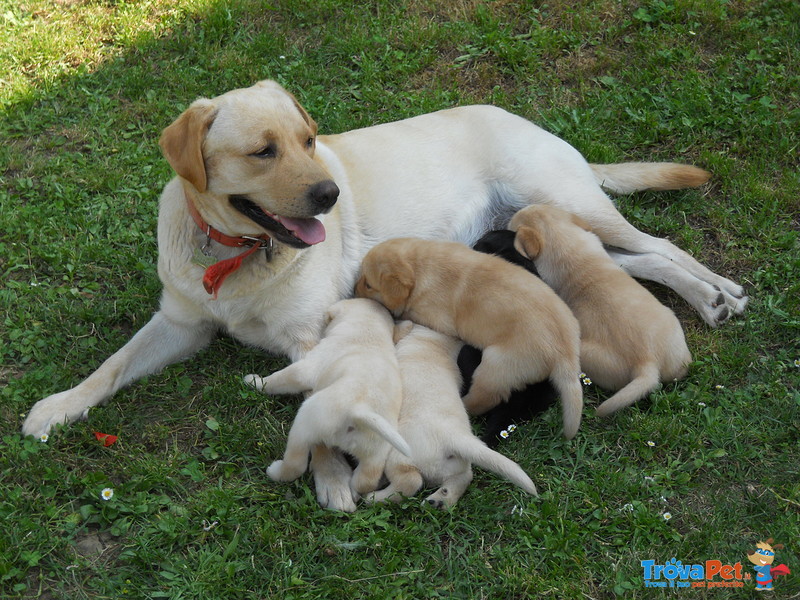 Cucciolo Labrador - Foto n. 1