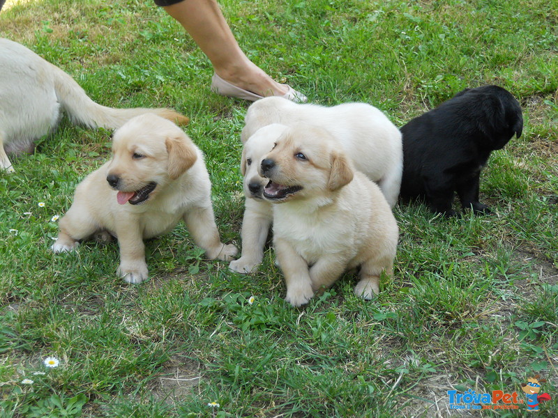 Cucciolo Labrador - Foto n. 3