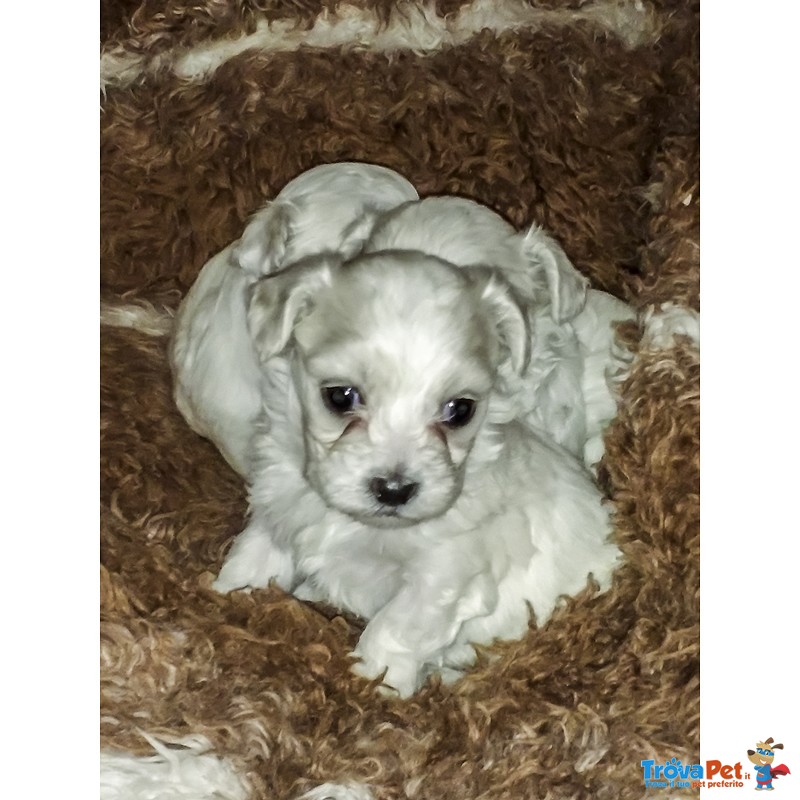 Cuccioli di Maltese Bichon Frisé - Foto n. 1