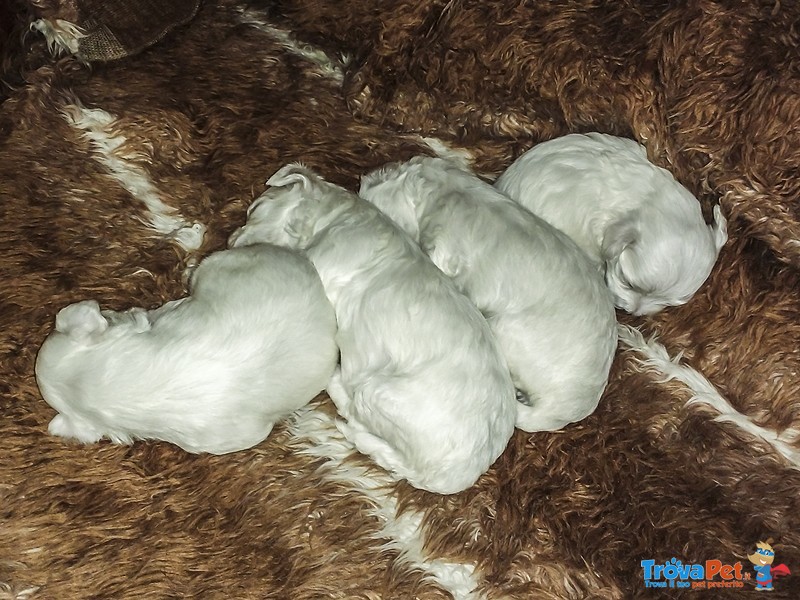 Cuccioli di Maltese Bichon Frisé - Foto n. 3