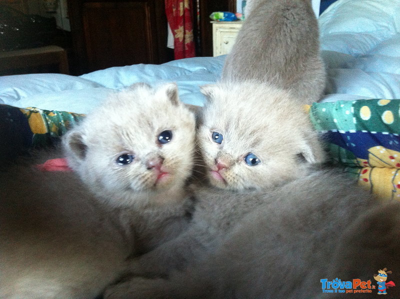 Splendidi Cuccioli di Scottish Fold, Maschi e Femminucce. sono Aperte le Prenotazioni... - Foto n. 1