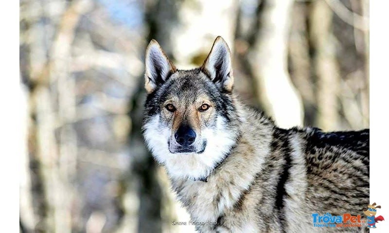 Cane lupo Cecoslovacco - Foto n. 3