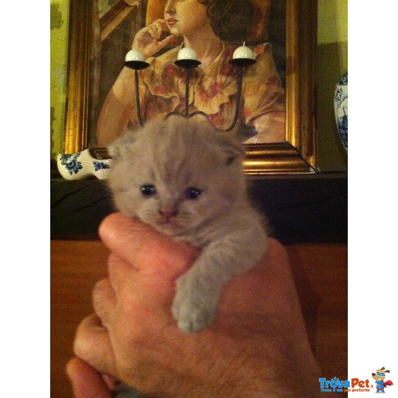 Splendidi Cuccioli di Scottish Fold, Maschi e Femminucce. sono Aperte le Prenotazioni... - Foto n. 3