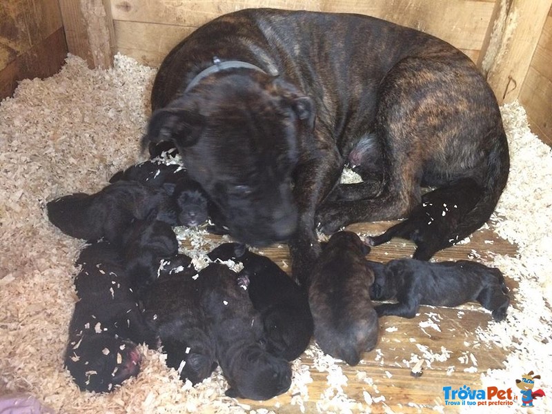 Cuccioli cane Corso - Foto n. 1