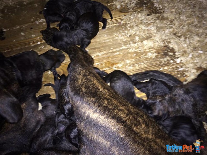 Cuccioli cane Corso - Foto n. 2