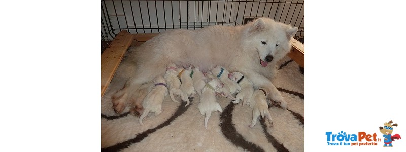 Cuccioli di Samoiedo pura Razza (con Pedigree) da Prenotare Vicino Nizza (francia) - Foto n. 1