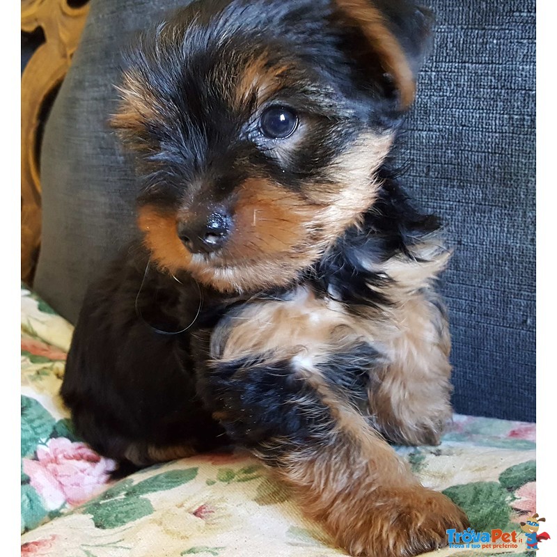 Yorkshire Terrier Cuccioli - Foto n. 1