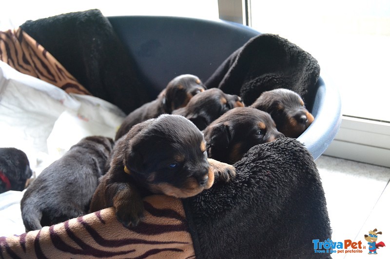 Cuccioli Rottweiler - Foto n. 1