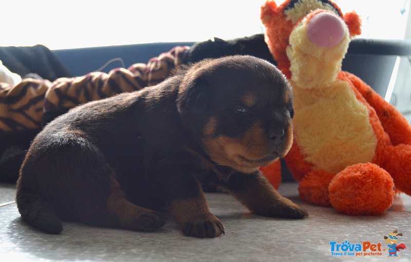 Cuccioli Rottweiler - Foto n. 3