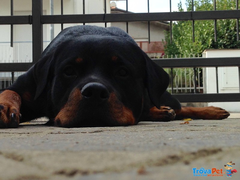 Cuccioli Rottweiler - Foto n. 5