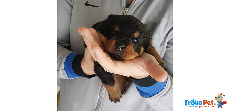 Cuccioli Rottweiler - Foto n. 7