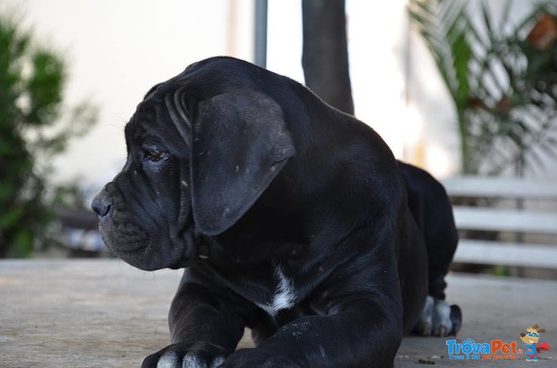 Cuccioli di cane Coso - Foto n. 2