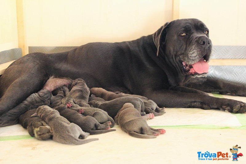 Cuccioli cane Corso - Foto n. 1