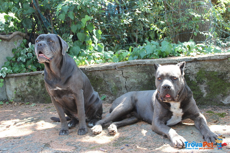 Cuccioli cane Corso - Foto n. 2