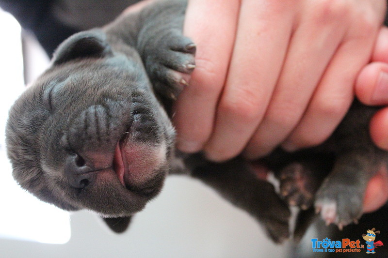 Cuccioli cane Corso - Foto n. 3