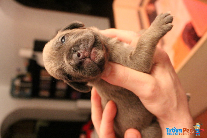 Cuccioli cane Corso - Foto n. 6