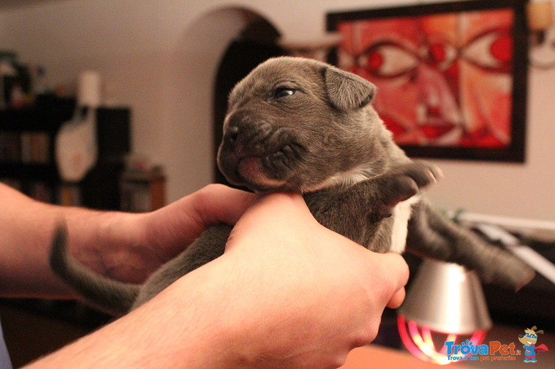 Cuccioli cane Corso - Foto n. 7