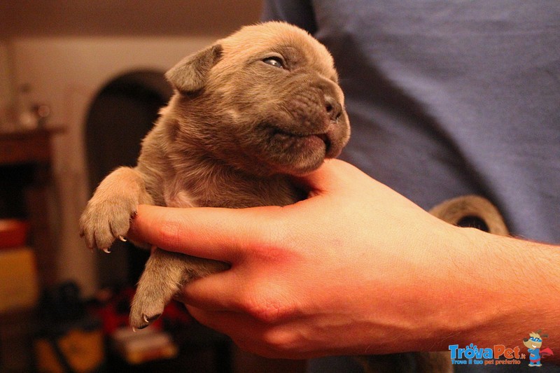 Cuccioli cane Corso - Foto n. 8